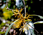 P. luteonivea