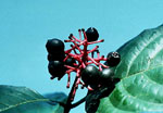 P. nigricans