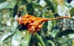 P. punicea
