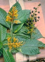 P. pyramidalis