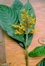 P. pyramidalis