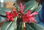 P. rigidifolia
