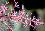 P. stipularis