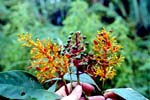 P. thyrsiflora
