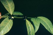 Ronabea latifolia in French Guiana, courtesy of M.F. Pr�vost