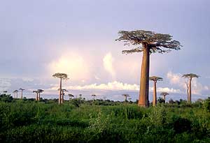 Baobab trees