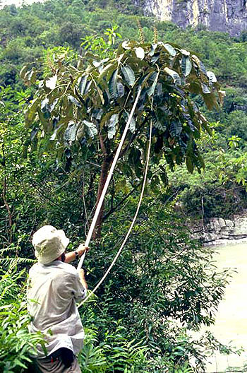 Schefflera sp.