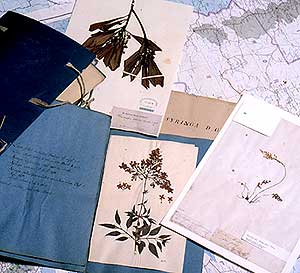 Herbarium specimens