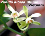 Vanilla albida