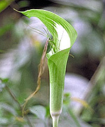 Arisaema