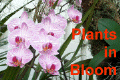 Plants in Bloom Home Page