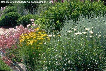 perennial border