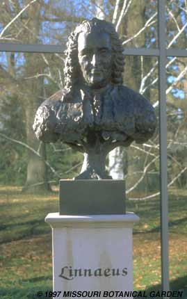 Image of the Front view of the Bust of Linnaeus 