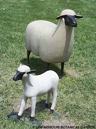 Close-up of ewe and lamb