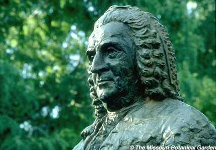 Photographic close-up of Linnaeus' Bust