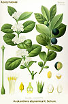 Khler's Medizinal Pflanzen