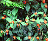 Psychotria