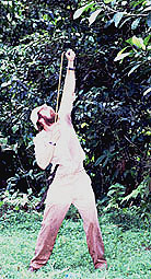 Fishing for Branches