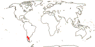 Maihuenioideae