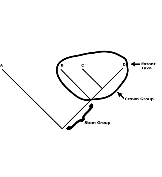 Apg Classification Chart