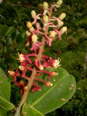 Souroubea vallicola Woodson ex de Roon (Marcgraviaceae)