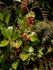 Souroubea vallicola Woodson ex de Roon (Marcgraviaceae)