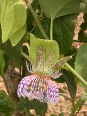 Passiflora platyloba Killip