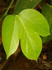 Passiflora platyloba Killip