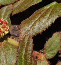 Euphorbia hirta