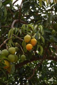 Casimiroa - in the central park of San Rafael de Heredia