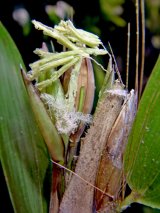 Elytrostachys clavigera McClure (Poaceae)