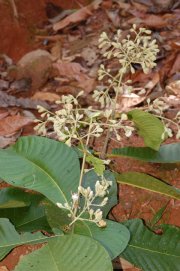 Schizocalyx veraguensis (Dwyer) Kainul. & B. Bremer (Rubiaceae)