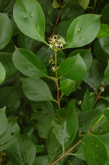 Rehdera trinervis (S. F. Blake) Moldenke (Verbenaceae)