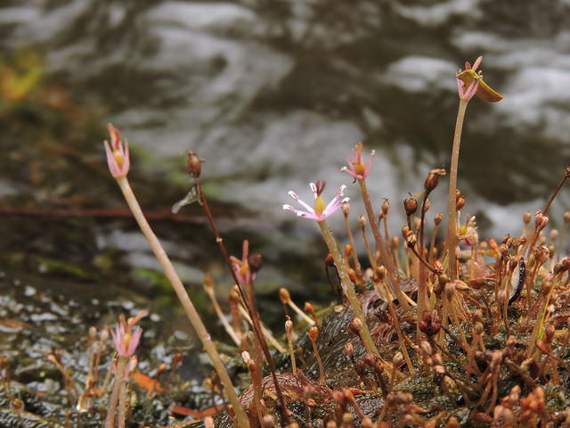 Marathrum foeniculaceum