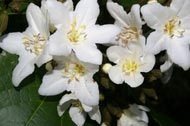 Cordia  megalantha S.F. Blake (Boraginaceae)