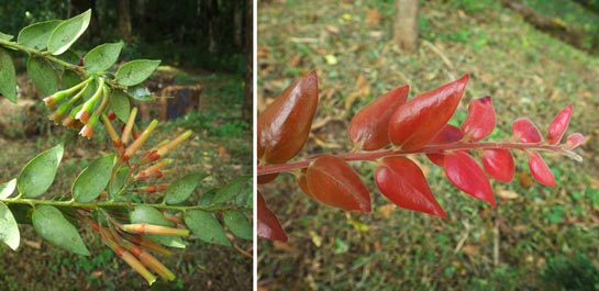 Gonocalyx lillyae Al. Rodr. & J. F. Morales (Ericaceae)