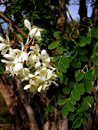 Moringa oleifera