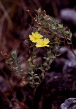 Helianthemum glomeratum Lag. ex DC