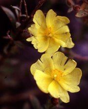 Helianthemum glomeratum Lag. ex DC