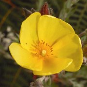 Helianthemum glomeratum Lag. ex DC