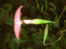 Operculina pteripes (G. Don) O' Donell (Convolvulaceae) 