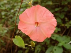 Operculina pteripes (G. Don) O' Donell (Convolvulaceae)