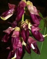 Stizolobium pruriens (L.) Medik (Fabaceae/Faboideae)