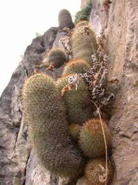 Mammillaria sp. (Cactaceae)