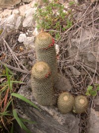 Mammillaria sp. (Cactaceae