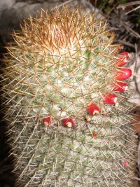 Mammillaria sp. (Cactaceae