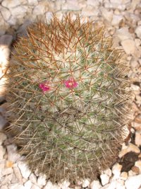 Mammillaria sp. (Cactaceae