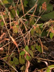 Salvia lasiantha