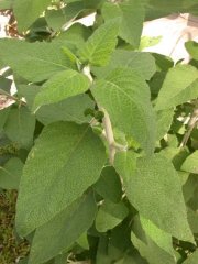 Salvia lasiantha - leaves