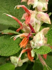 Salvia lasiantha